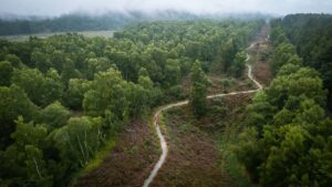 singletrack path through green forest in a misty Cairngorms