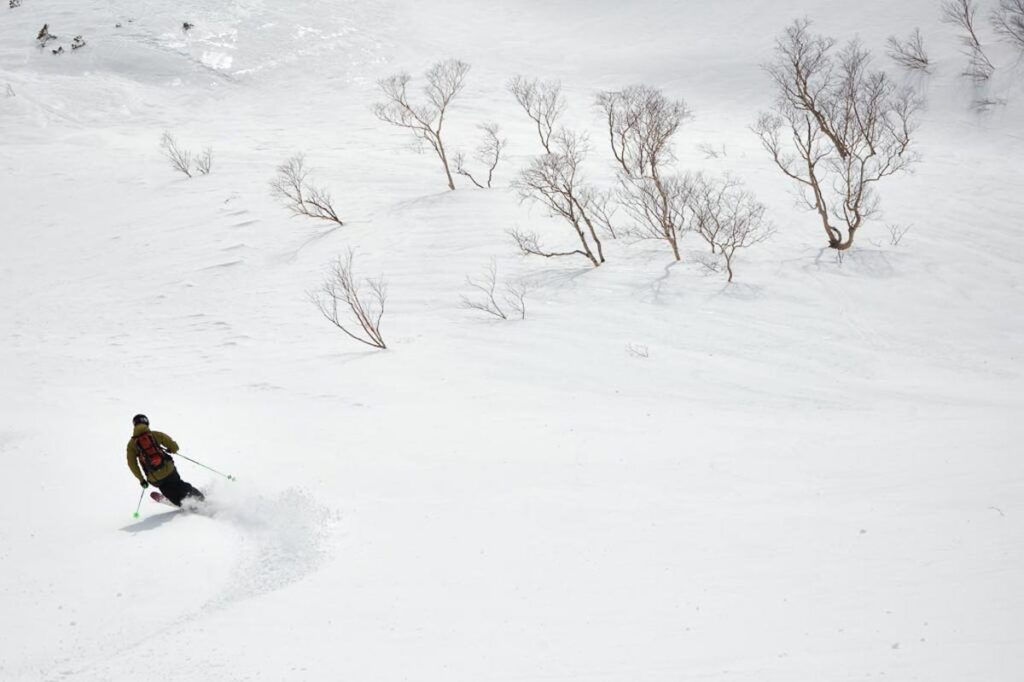 single skier heads away from camera, past mostly buried birch trees, leaving behind fresh tracks