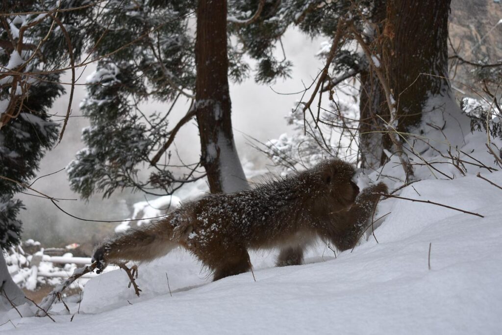 a Japanese monkey walks over fresh snow, past a tree, holding onto twigs as it walks