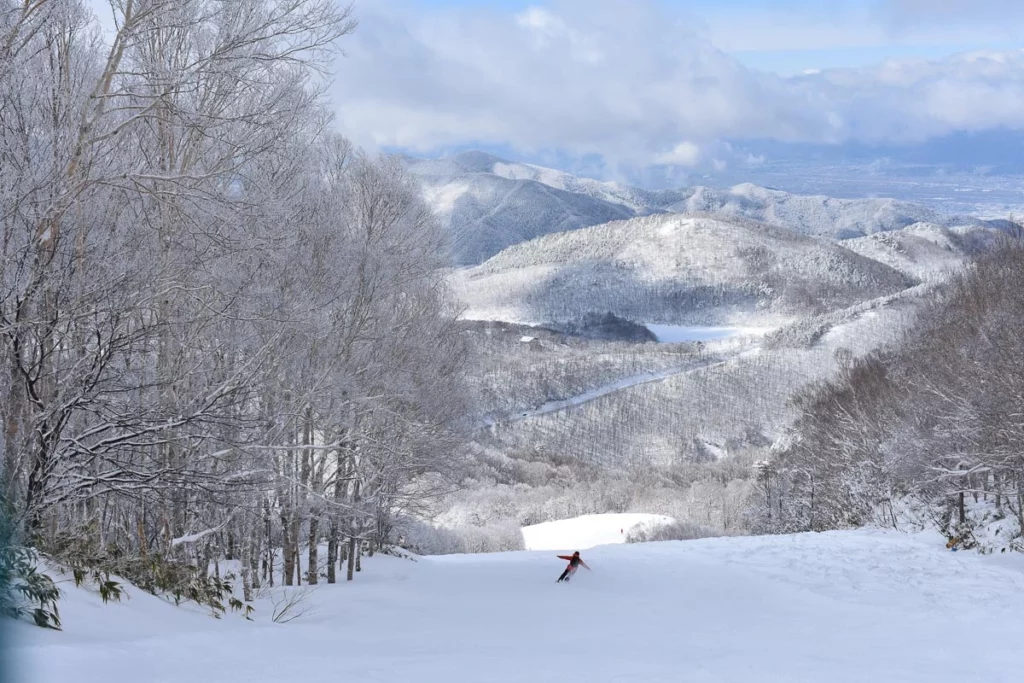 skier, arms out, descends an empty piste, surrounded by trees covered in fresh snow