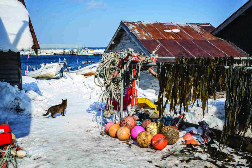 sea weed hangs from bars and algae-covered buoys sit on the snow beneath outside rustic out buildings next to the sea, with a tabby cat in shot