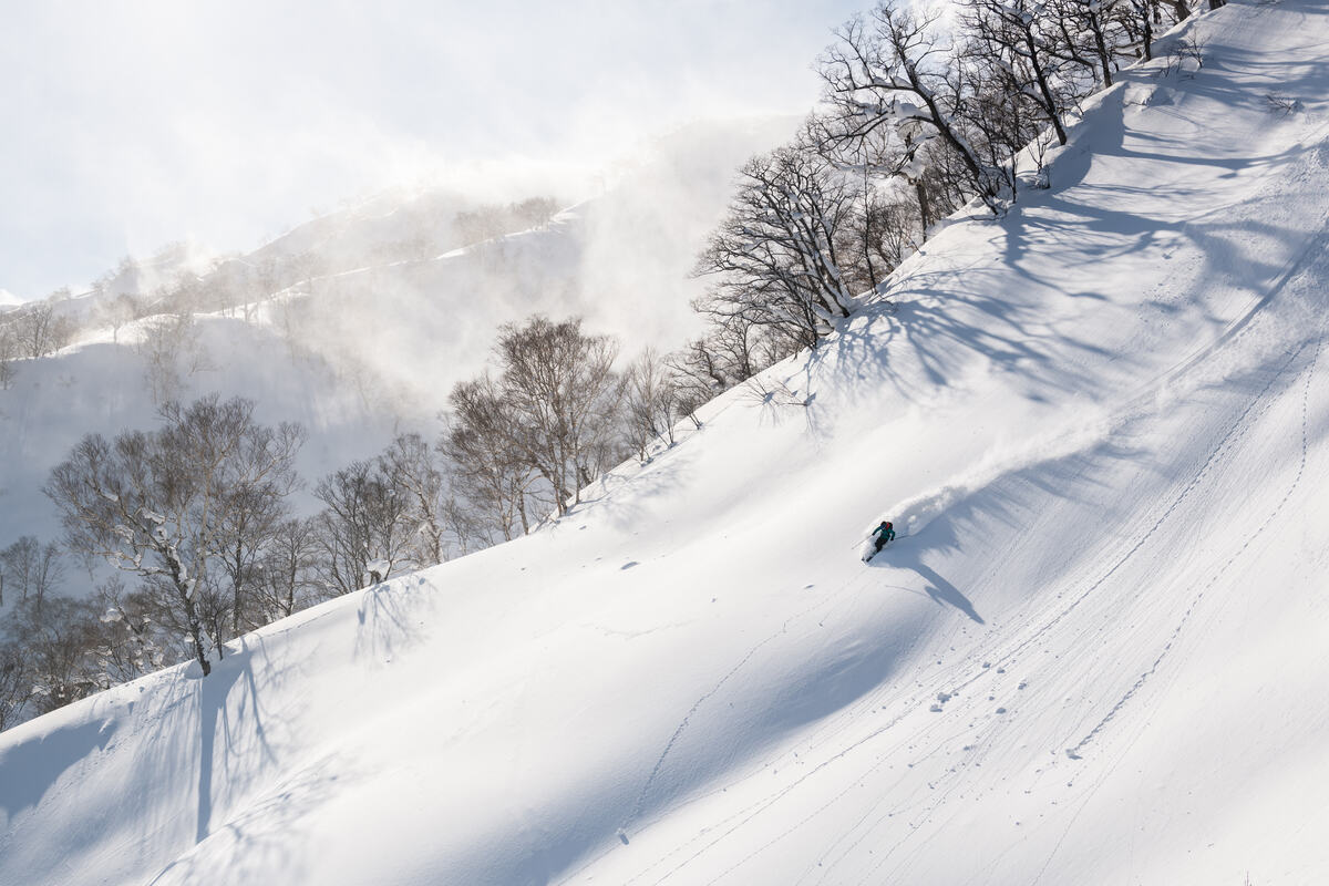 solo skier makes a fresh track down a snowy face by a tree-lined ridgeline, the sun casting spidery shadows from the birch trees