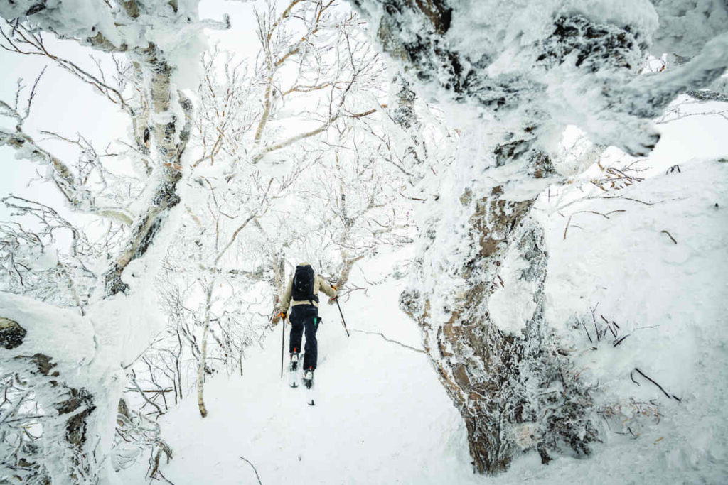 a ski tourer heads uphill, photographed from the skin track behind, through birch forest trees covered in snow on an icy cold looking day with not much visibility whilst touring Mt Rishiri